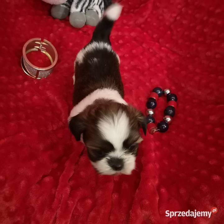 Śliczny PIESEK rasy Shih tzu piękny szczeniaczek Szczecinek
