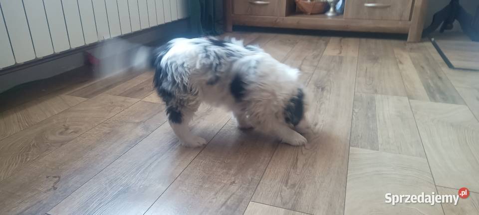 Border collie pies Pozostałe Stankowo sprzedam