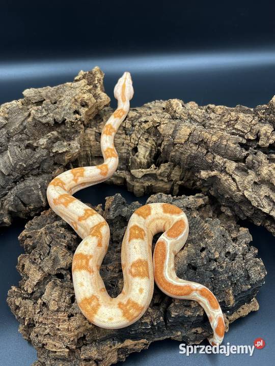 Boa imperatorBoa cesarski II Sosnowiec