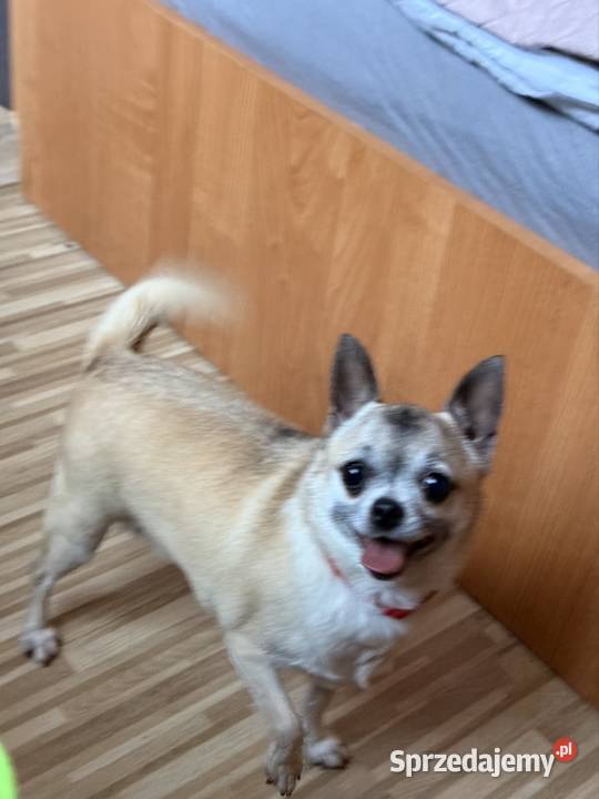 Chohuhua sunia na kolanka Zrębice