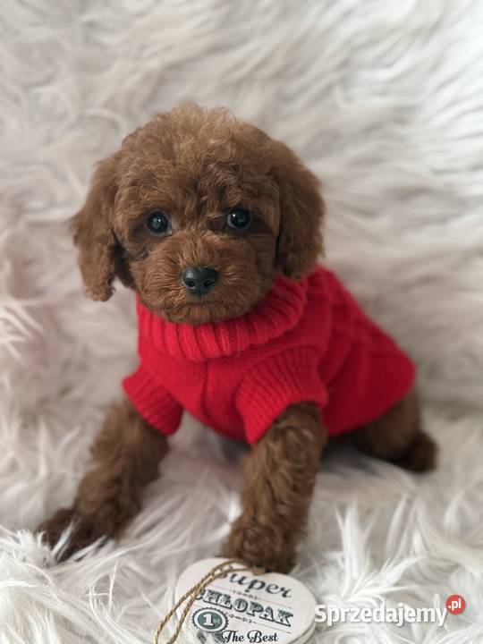 Pudel Toy szczeniak piesek sunia Polanka Wielka sprzedam
