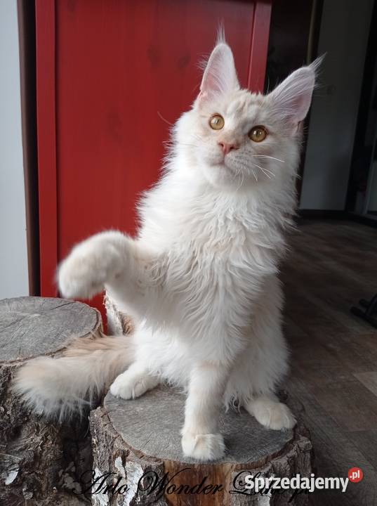 Duży kremowy dymny kocurek Maine Coon FPL Zwierzęta mazowieckie Warszawa