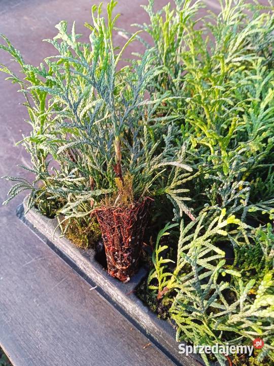 Tuja szmaragd multiplat Rośliny lubelskie Choszczów sprzedam