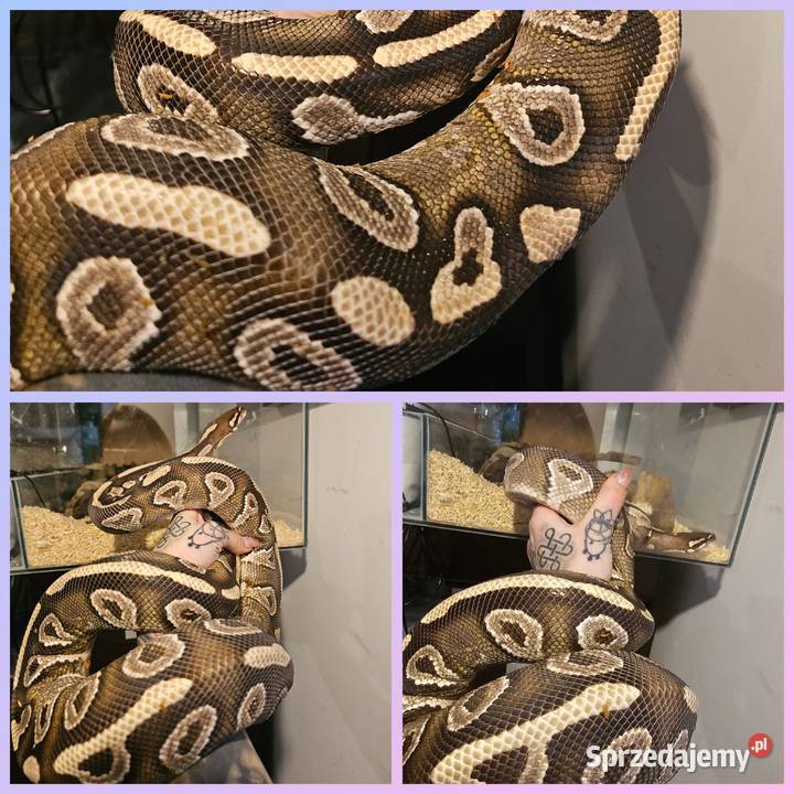 Pyton królewski samica leopard pastel gotowa na Gady i płazy pomorskie