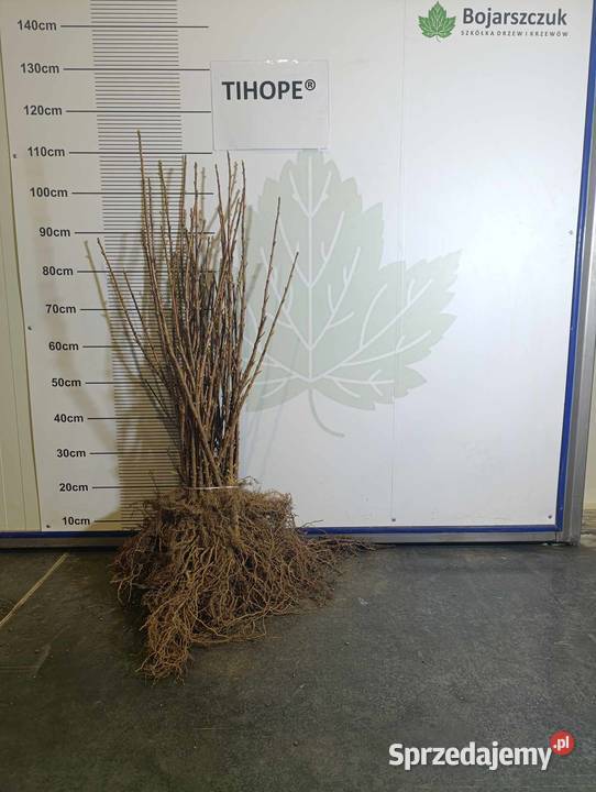 Sadzonki porzeczki czarnej TIHOPE licencja 2024 Stary Pożóg