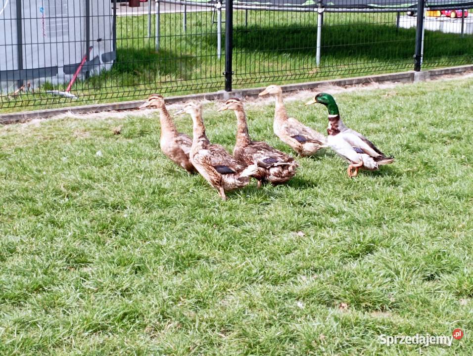 STAROPOLSKIE KaczoryKaczki Niosą Już JAJA Lęgowe Golasowice