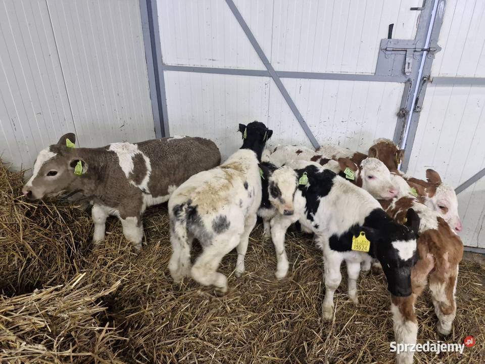 Sprzedam cielaki