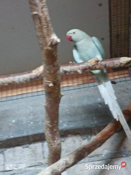 Aleksandretty dorosłe Sępólno Krajeńskie