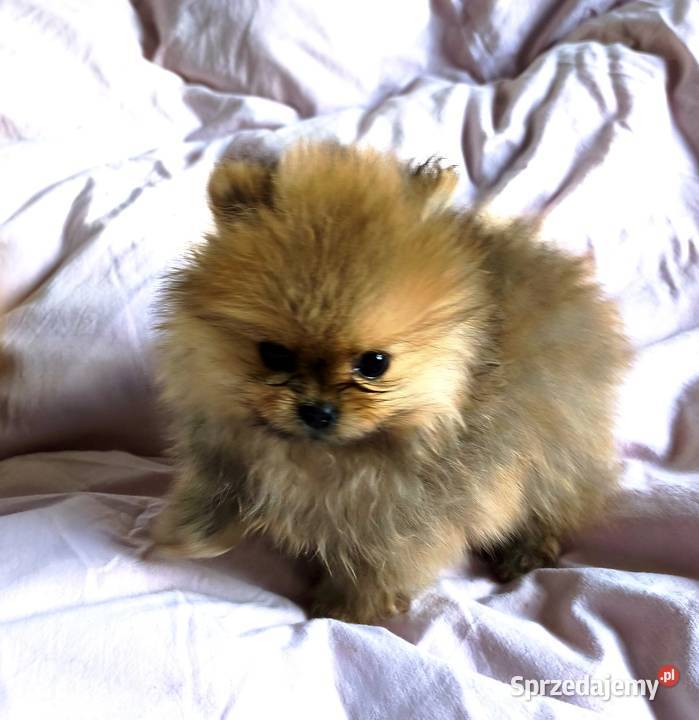 Pomeranian szpic miniaturowy Łódź