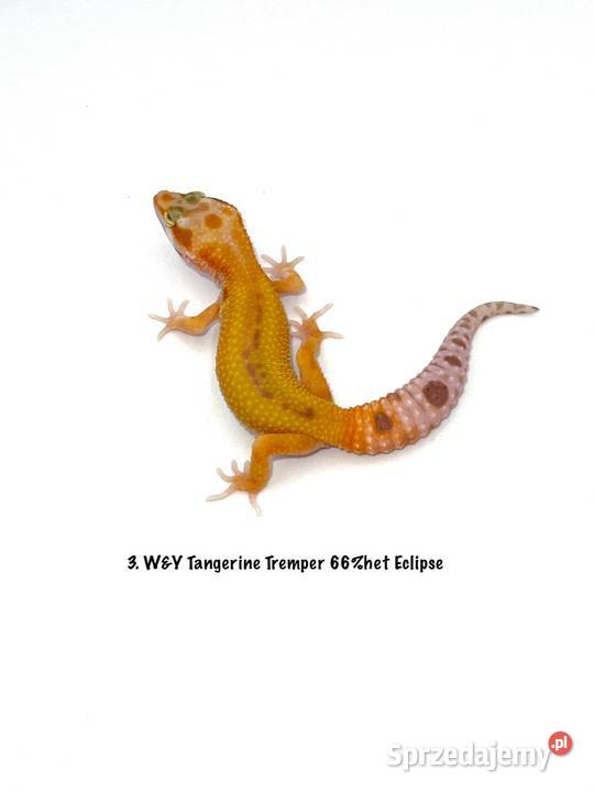 Kolorowe gekony lamparcie z hodowli 2026 Poznań