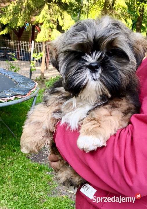 ShihTzu piesek Gringo Chmielno