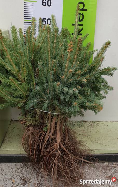 Świerk Srebrny Picea Pungens SADZONKI 4lata na Rybnik