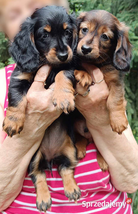 Jamniki dlugowlose miniaturowe sprzedaz Psy Sieradz