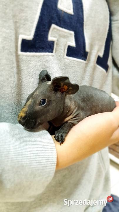 Świnka morska skinny samiczka z akcesoriami