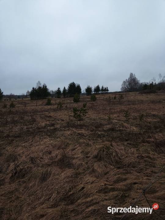Duża działka woda prąd starzno Sprzedaż sprzedam