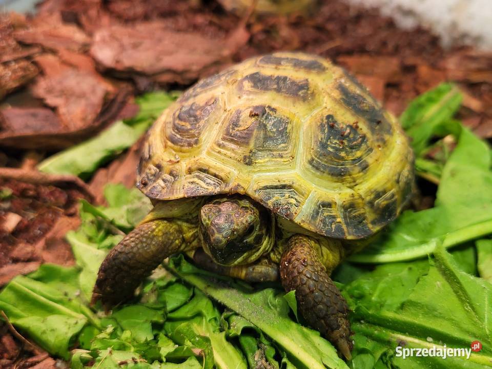 Żółw Lądowy Stepowy Sklep Zoologiczny śląskie Katowice sprzedam
