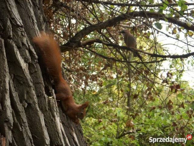 Działka budowlana w pobliżu jeziora Grunty i działki kujawsko-pomorskie Skoki Małe