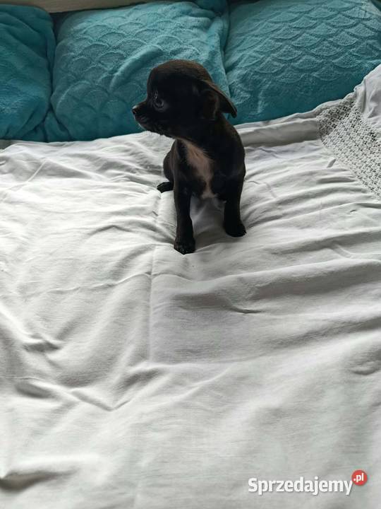 Czarny piesek Chihuahua szuka kochającego domu Płońsk