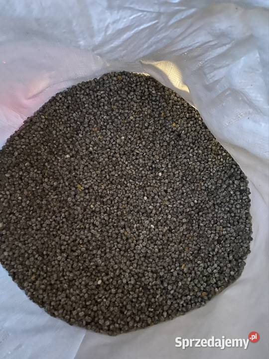 Łubin żółty szerokolistny mister zbiór 2025 Tuławki