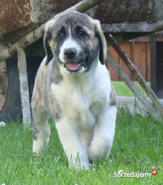 Owczarek środkowoazjatycki rodowodowe szczenięta Olecko