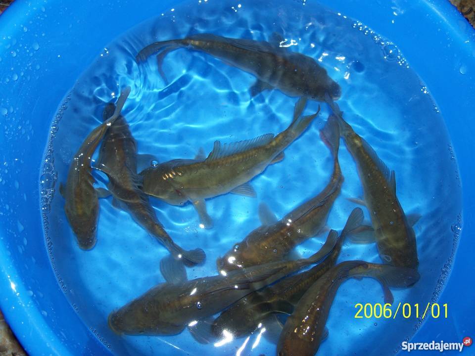 ORFA KARAŚ KARP AMUR TOŁPYGA JESIOTR KARAŚ łódzkie Łódź