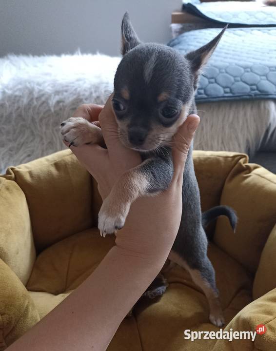 Mini Chihauhua niebieska suczka genowa rodowód Bełchatów