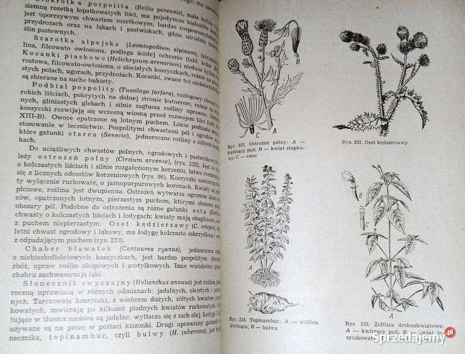 Botanika J Radomski S Tołpa lubelskie Chełm