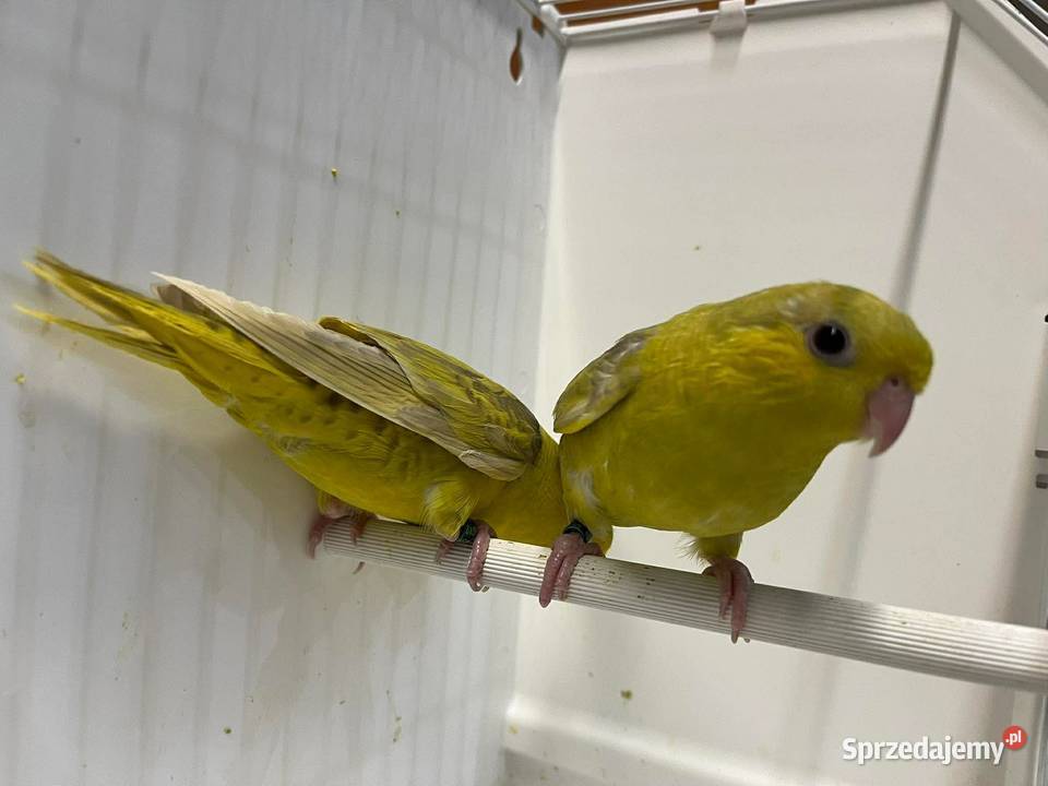 Stokówki Prążkowane Katarzynki podkarpackie Przeworsk sprzedam