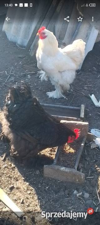 Sprzedam kury koguty kochin olbrzymi mazowieckie Sarnów sprzedam