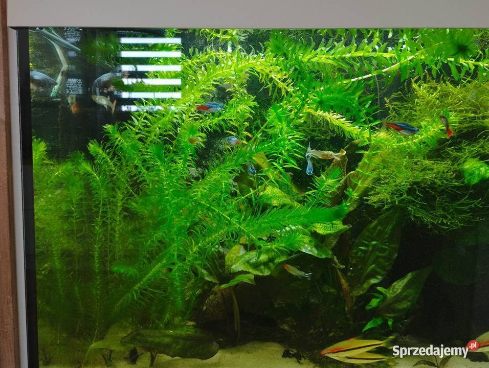 Anubias świętokrzyskie Wygoda