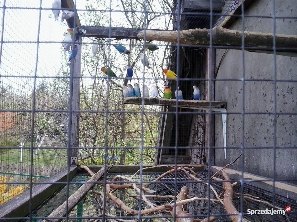 papugi nierozłączki fischera Gniezno