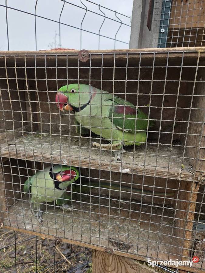 Aleksandretty aleksandretta obrozna wielkoa śląskie Częstochowa