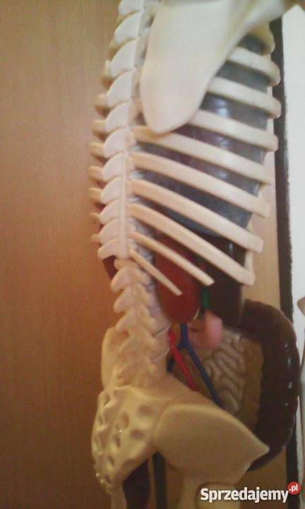 szkielet człowieka z narządami i stojakiem sprzedam