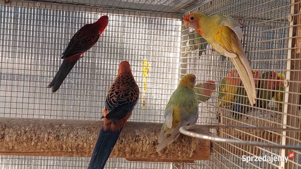 Rozelle królewskie pary lęgowe dorosłe ptaki