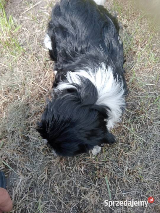 Shih tzu śliczna dziewczynka wielkopolskie Mieleszyn