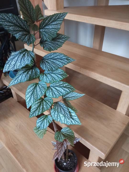 Argenteo guttata angel wings Białystok