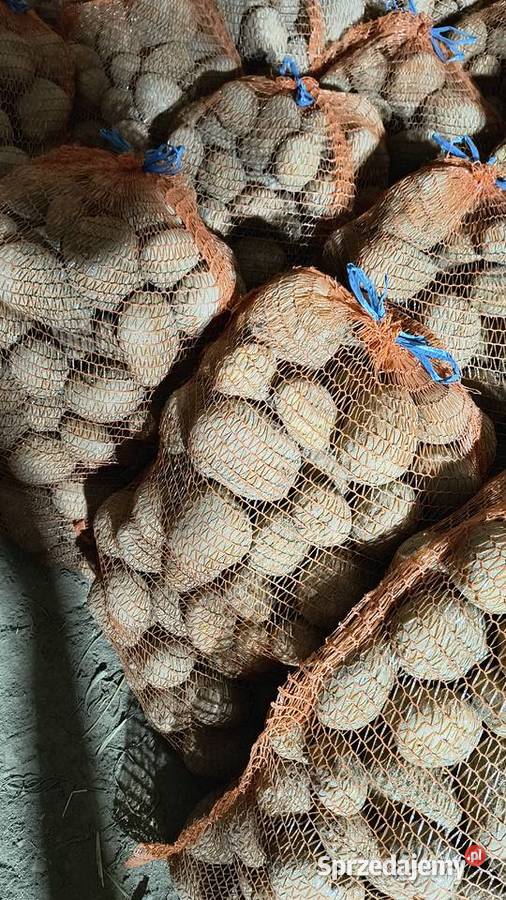 Ziemniaki jadalne Vineta powyżej 50 worków dolnośląskie Grodziec