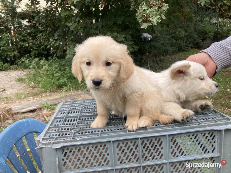 Golden Retriever Kargów
