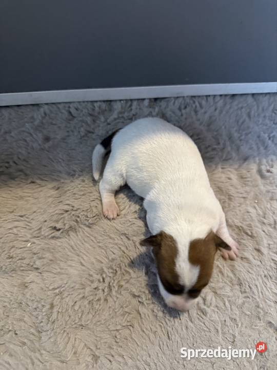 Jack russell terrier szczeniak suczka Dębie