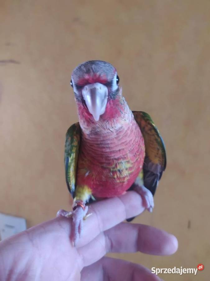 Papugi Rudosterki Ręcznie karmione Tychy