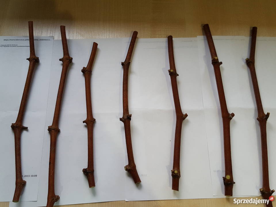 Sadzonki Sztobry winorośli Seyval Blanc małopolskie Skawina sprzedam