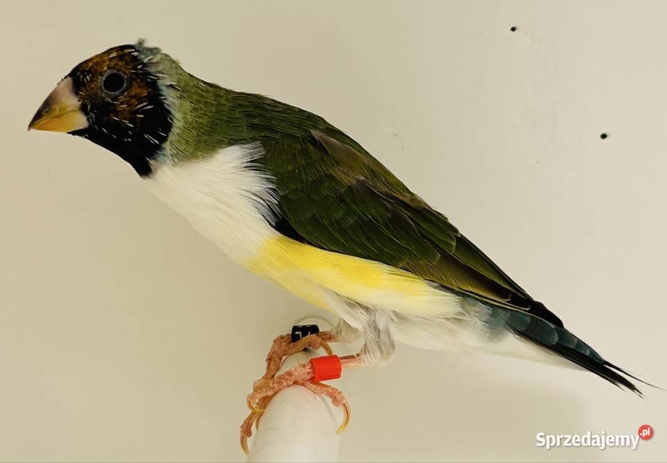 Amadyna wspaniała samiczka 2025r Ptaki Zwierzęta śląskie Ruda Śląska