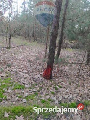 Działka Leśna w Radomiu inwestycyjna 7307m2 Radom