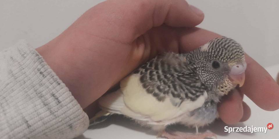 Papuga Falista Ręcznie karmiona Tczew