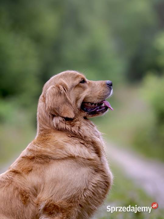 Golden Retriever ZKwP FCI ciemnozłoty linia Żukowo
