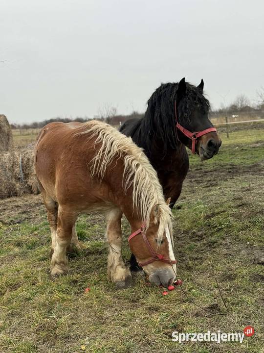 Sprzedam dwa ogiery Konie