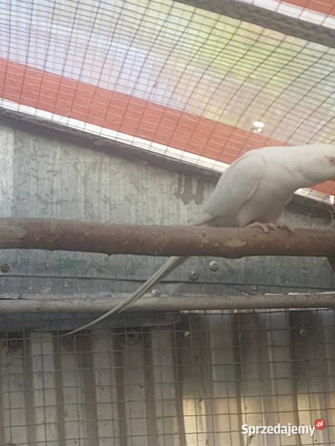 Aleksandretta Obrożna samica Ptaki