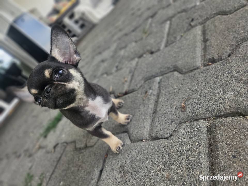 Mini dziewczynka chihuahua 11 tyg Wrocław sprzedam