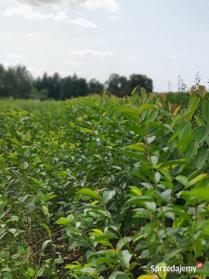 Drzewka Owocowe Producent Wysyłka podkarpackie Dębica