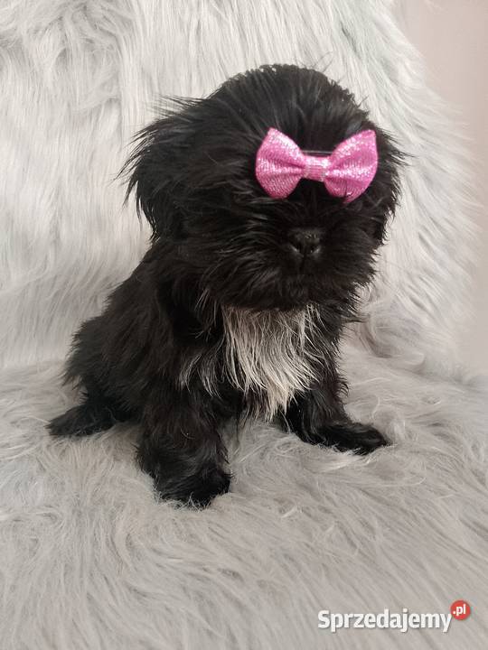 Suczka rasy ShihTzu Shih Tzu Namysłów